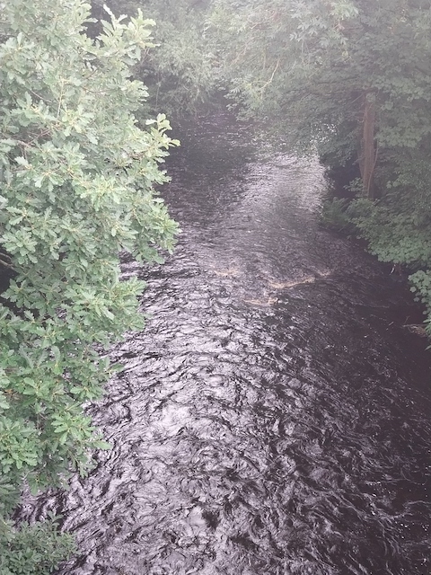 Summerbridge. The river downstream of the bridge, on the road between Summerbridge and Dacre Banks. A wide fast running stretch of the river.