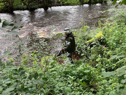 Darley Second Sleeper Pool – below Darley Sewage Works. STW reported to be discharging from treated sewage and storm overflow outlet pipes.  Adrian samples from a wild, difficult to access sampling location.