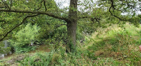 Ripley Beck. The muddy beck runs into the clearer water on the Nidd, to left of photo - just upstream of Killinghall Bridge.