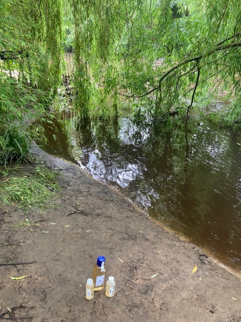along Abbey road, below CSO. Sampled from the bank at the end of the metal fence by house, under a willow tree.